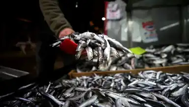 Hamsi Yok, Balıkçılar Erken Paydos Etti!