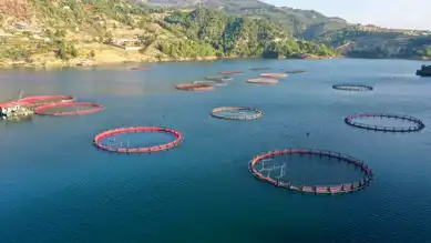Doğu Karadeniz'den 26 Ülkeye Su Ürünleri İhracatı