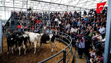 Yem Desteğiyle Hayvancılığa Can Suyu