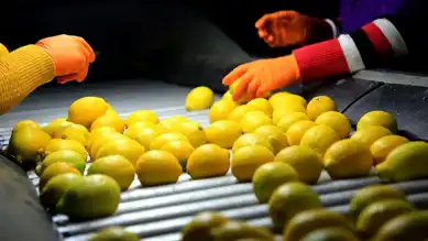 Irak, Türkiye'nin Limon İhracatında Birinci Sırada
