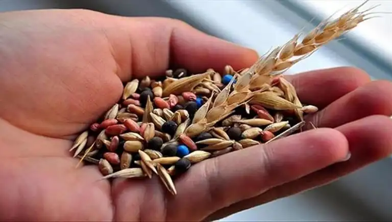 Tohum Sektöründe Rekabet Soruşturması Başladı